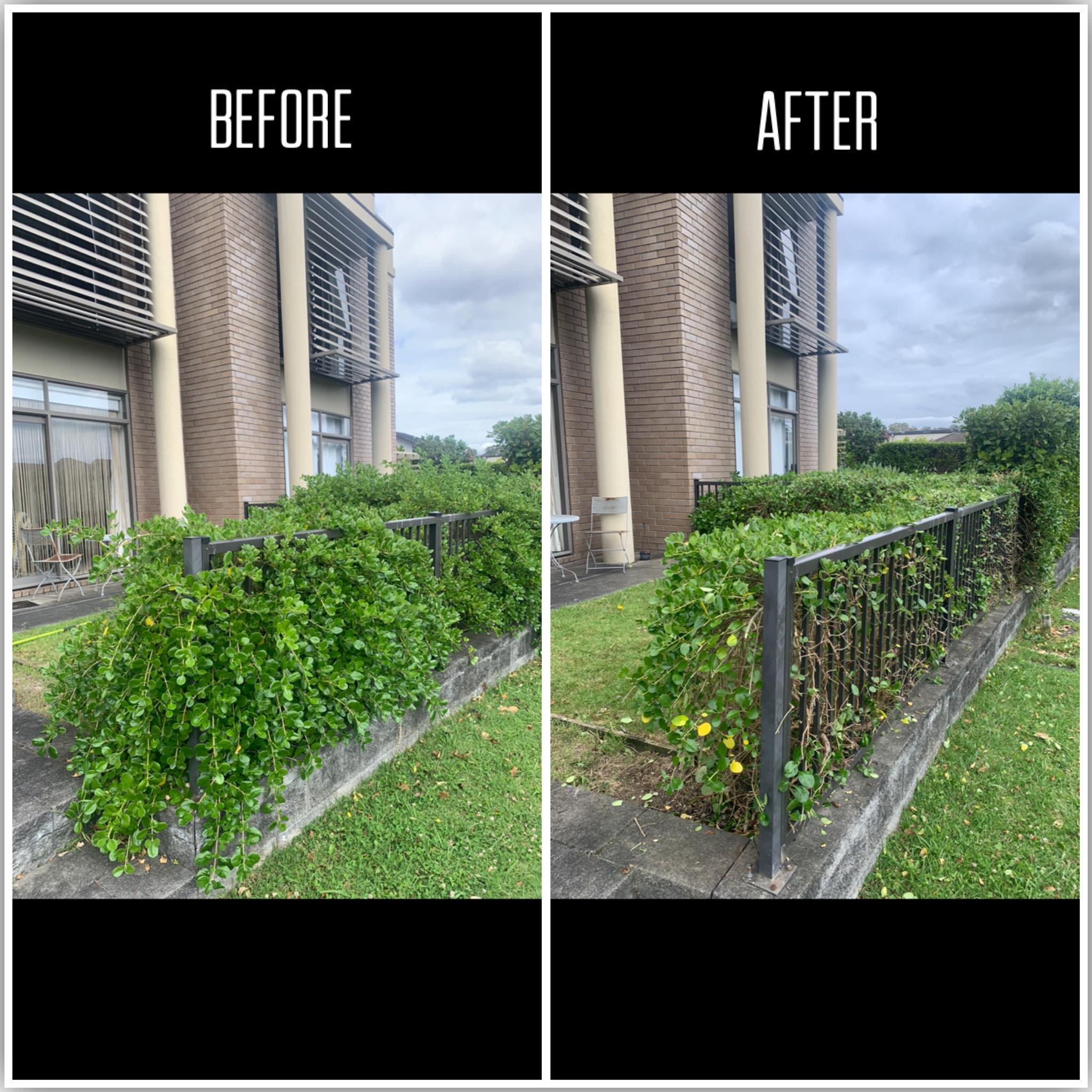 Before After of messy Hedge