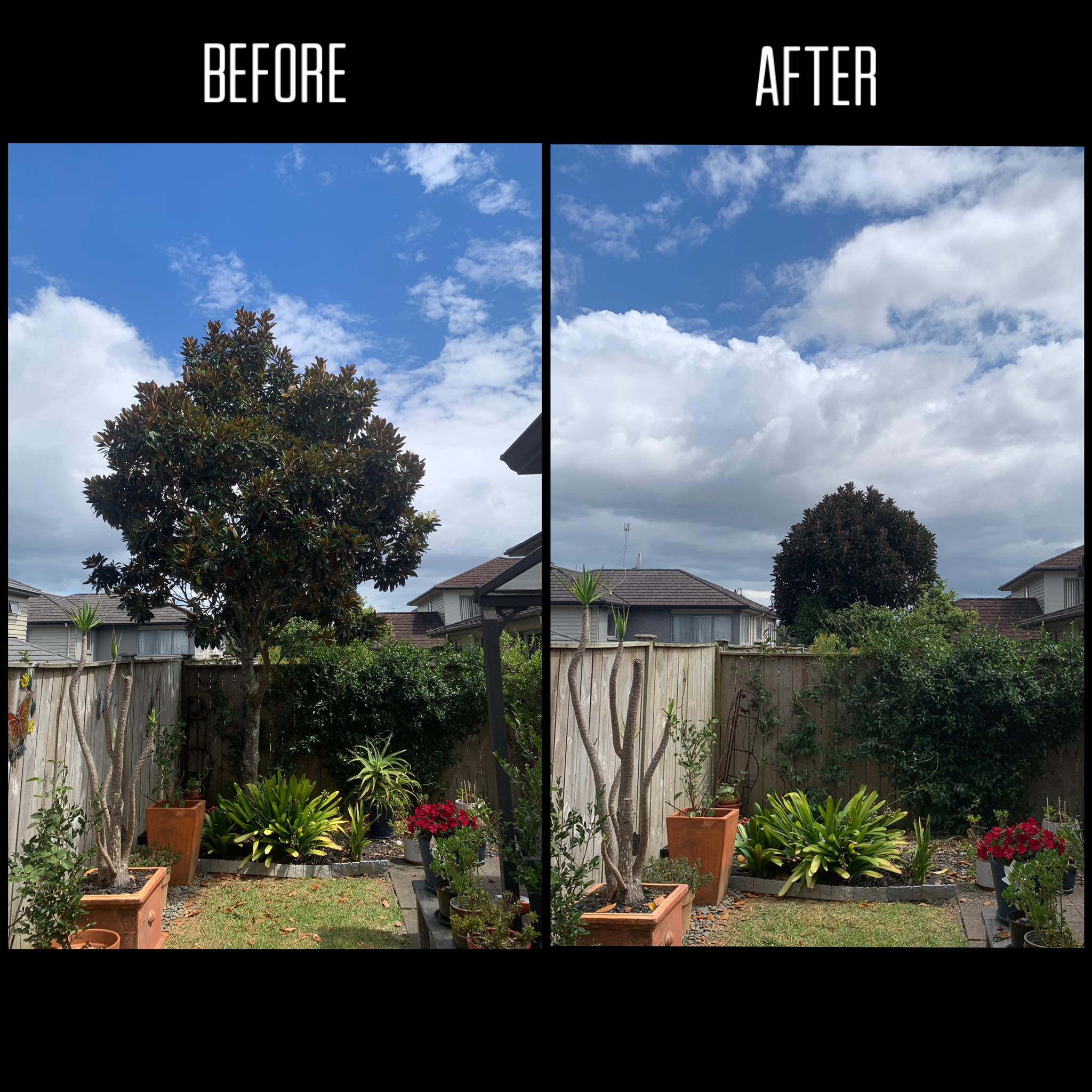 Before After of Tree removal