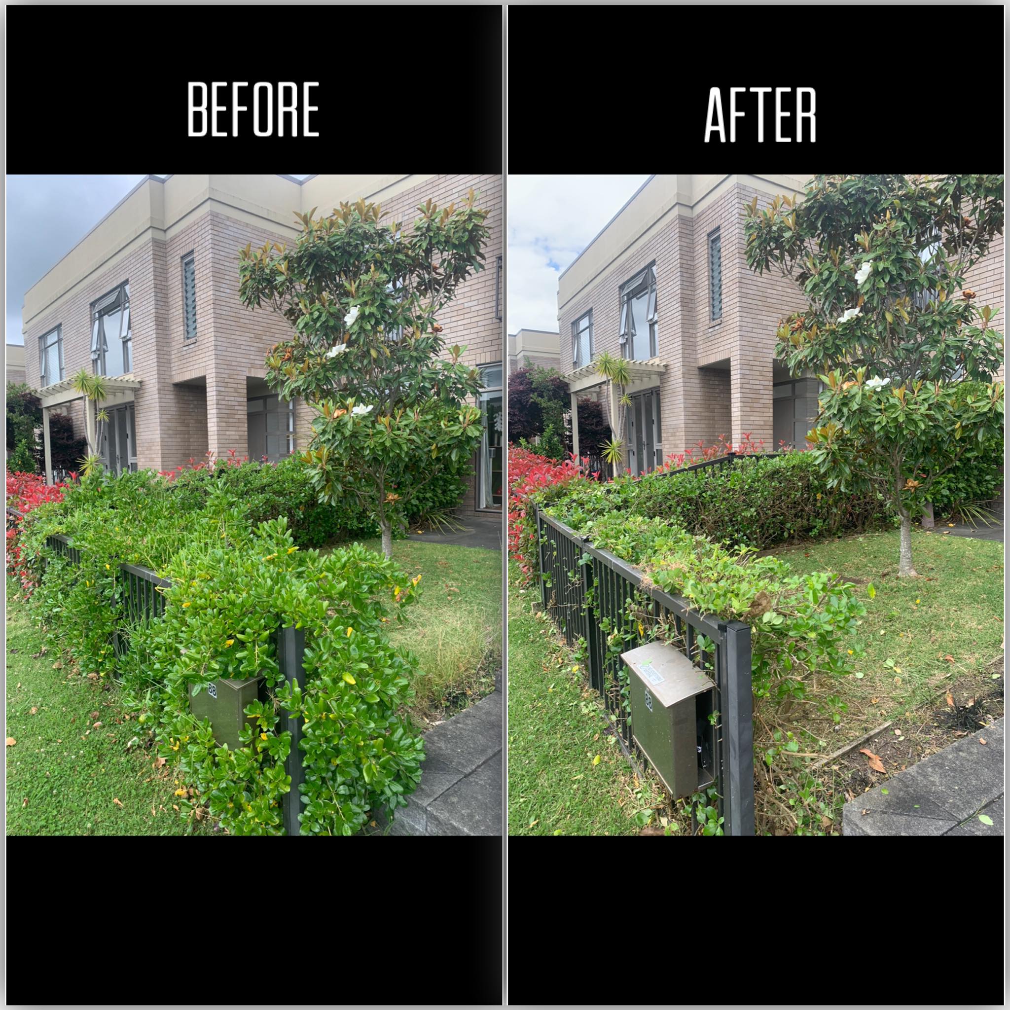 Before After of another messy hedge